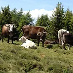 Sterna * Feldis